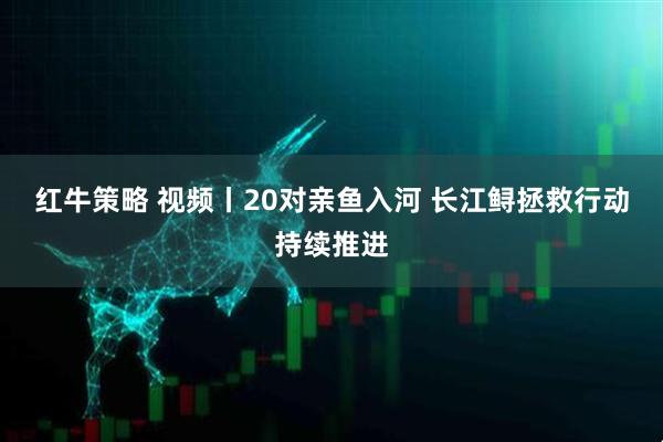 红牛策略 视频丨20对亲鱼入河 长江鲟拯救行动持续推进